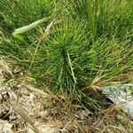 Equisetum telmateiaЛист