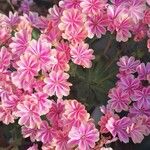 Lewisia cotyledon 花