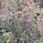 Ormocarpum trichocarpum Folha