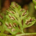 Asplenium foreziense Flors