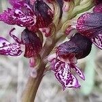 Orchis purpurea Květ