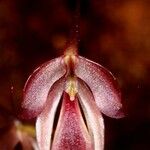 Acianthus cymbalariifolius Цветок