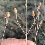 Silene italica Owoc