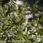 Valeriana echinata Hábitos