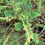 Rumex roseus Hoja