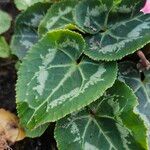 Cyclamen spp. List