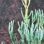 Lycopodium tristachyum Lorea