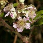 Rubus andegavensis Flower