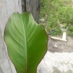 Heliconia psittacorum Leaf