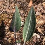 Rhaponticum coniferum पत्ता