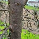 Elaeagnus rhamnoides Bark