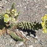 Euphorbia paralias Folha