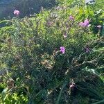 Dianthus rupicola Leaf