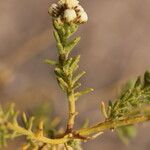 Baccharis boliviensis Ліст