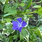 Vinca majorCvet