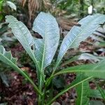 Aiouea guianensis Leht