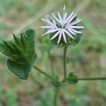 Elephantopus elatus Hoja