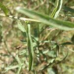 Centaurea decipiens Hoja