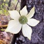 Cornus nuttallii Flor