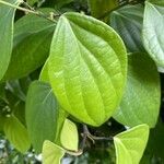 Piper nigrum Leaf
