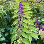 Callicarpa americanaOwoc