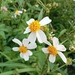 Bidens alba Flor