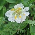 Potentilla albaFlower