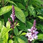 Phlogacanthus turgidus Flower