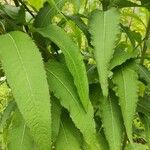 Vernonia baldwinii Leaf