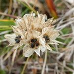 Allium dichlamydeum Flower