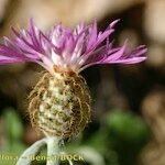 Centaurea jordaniana 花