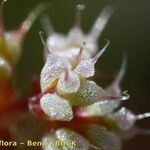 Chaetonychia cymosa Fruto