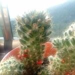 Mammillaria prolifera Листок