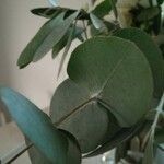 Eucalyptus gunnii Folha