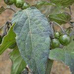 Solanum nigrum 葉