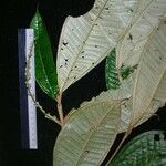 Miconia pterocaulon その他の提案