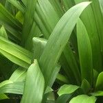 Hymenocallis littoralis Leaf