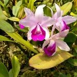 Cattleya intermedia Blomma