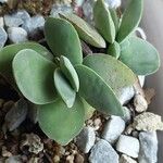Crassula cotyledonis Leaf