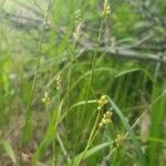 Carex alba Flower