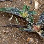 Ledebouria revoluta Лист