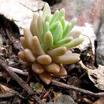 Sedum hispanicum 整株植物