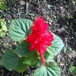 Salvia splendens অন্যান্য