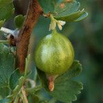 Ribes velutinum Fruto