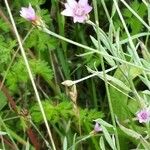 Xeranthemum cylindraceum Kukka