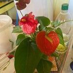 Anthurium andraeanum 葉