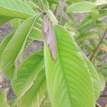 Annona cherimola Leaf