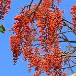 Erythrina falcata Кветка