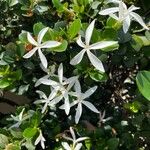 Trachelospermum jasminoides花