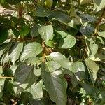 Diospyros kaki Leaf